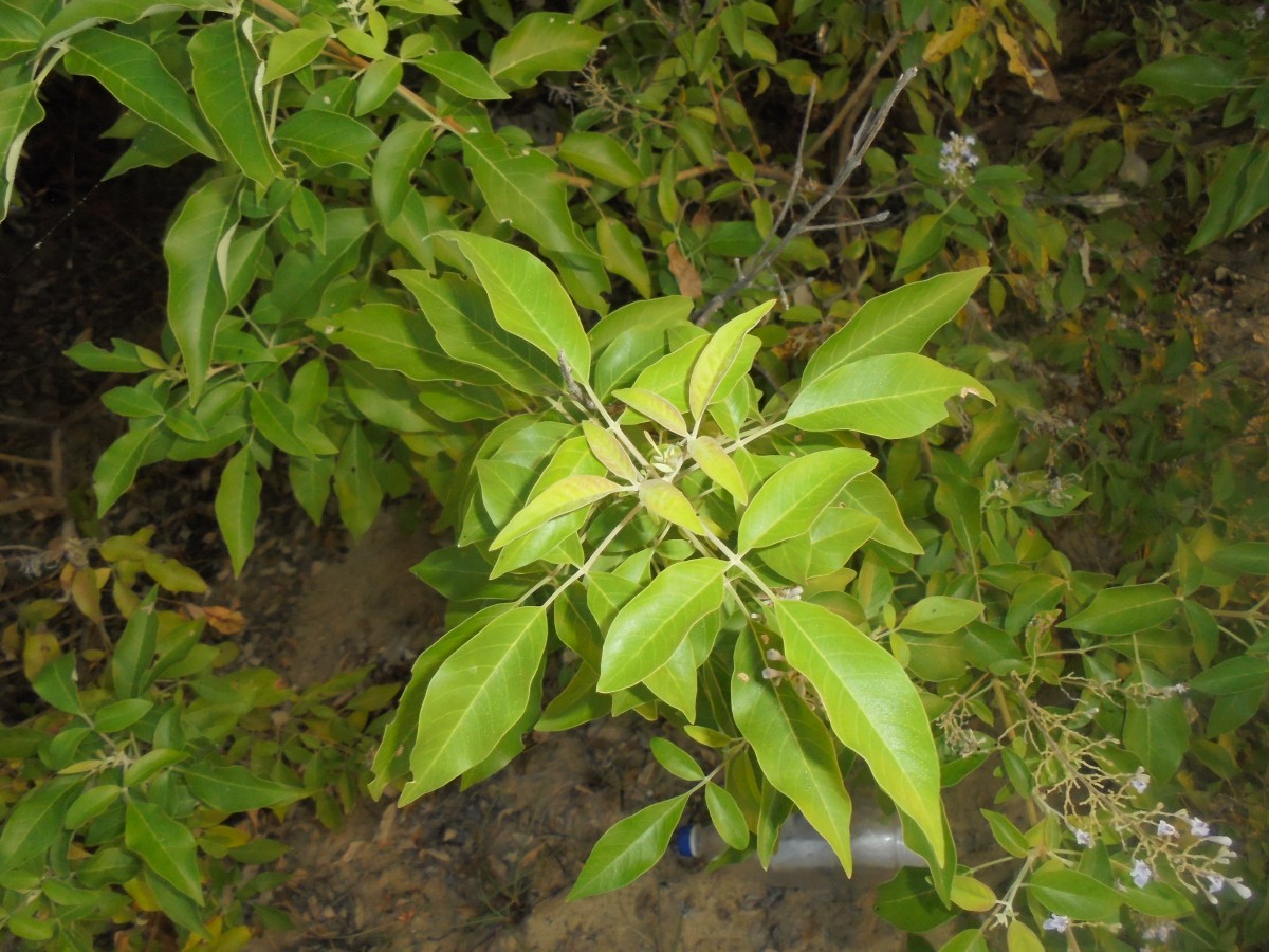 Vitex trifolia subsp. trifolia